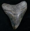 Colorful Megalodon Tooth - Great Serrations #8372-1